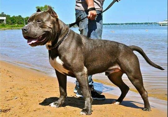 cane corso pitbull mix