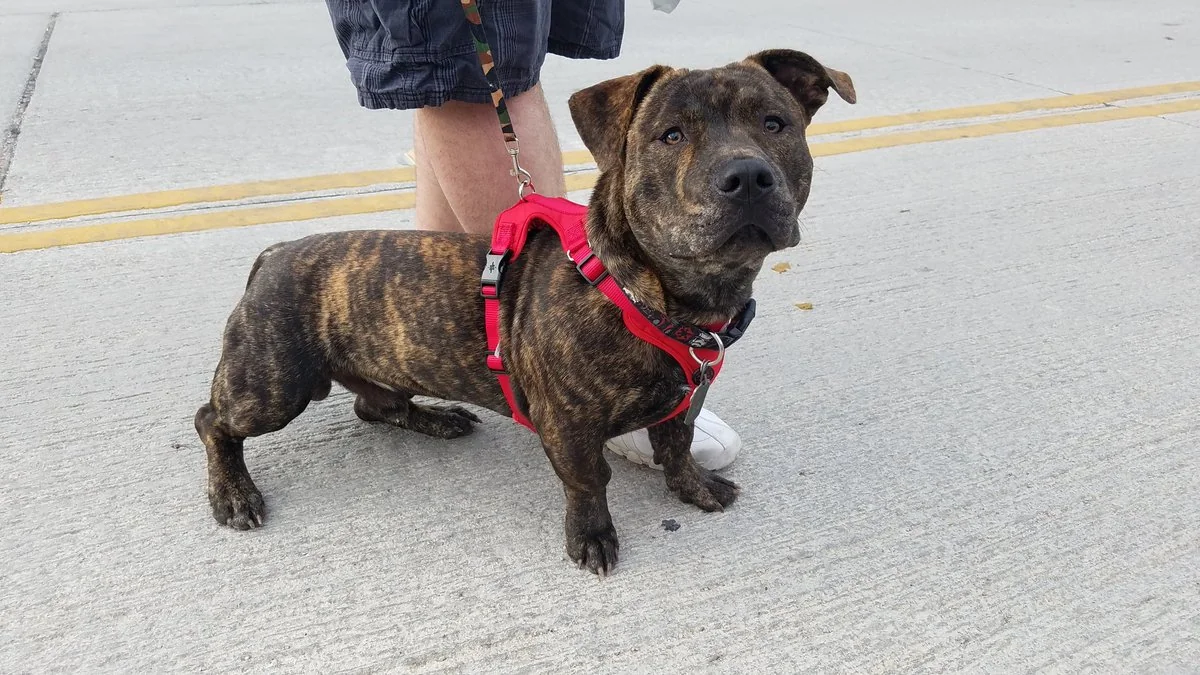 corgi pitbull mix