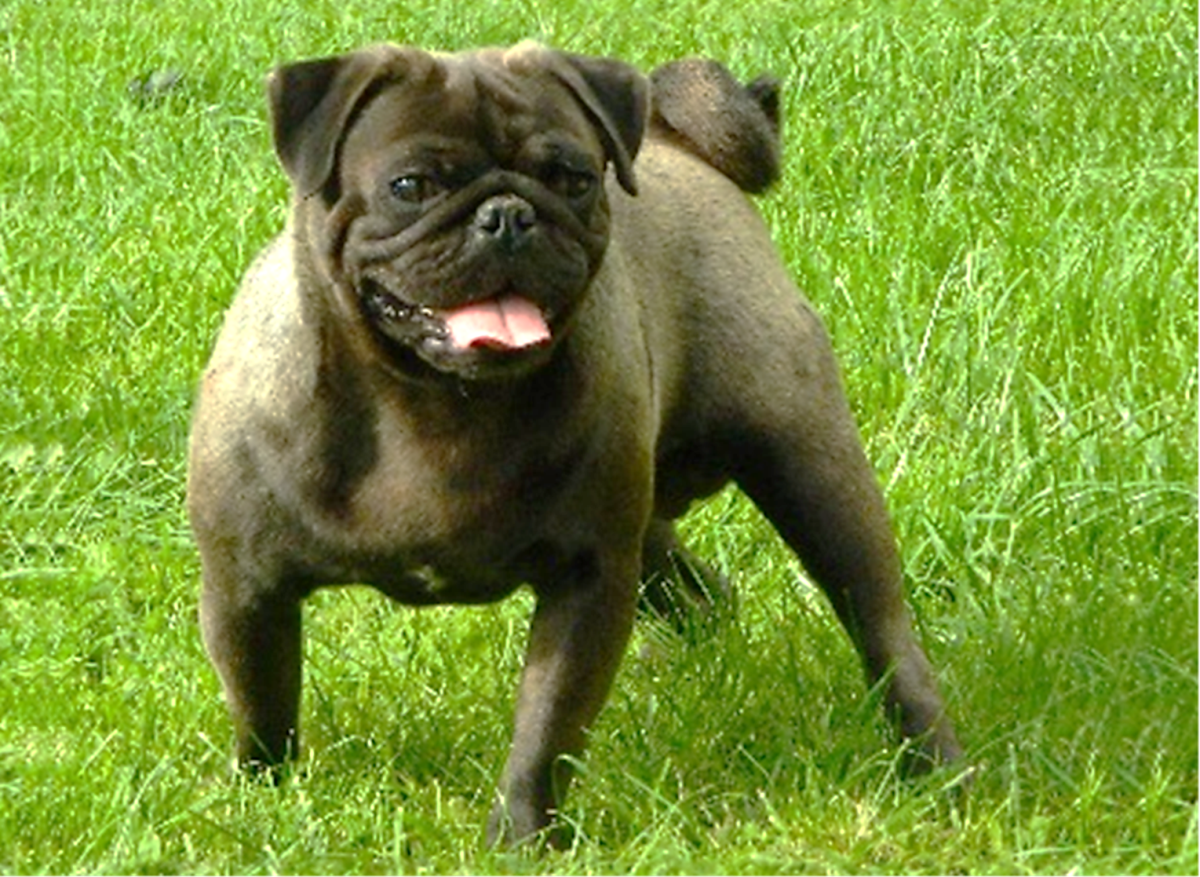 brown pug