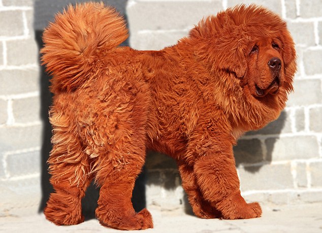 tibetan mastiff price