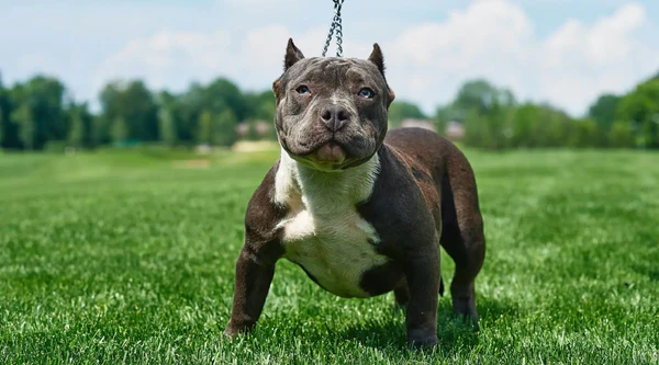 miniature pitbull